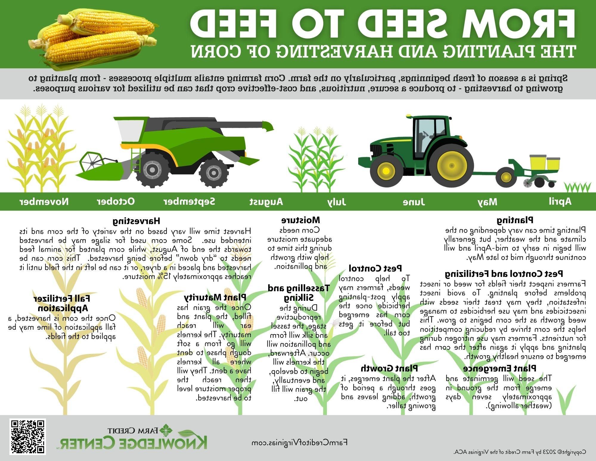从种子到饲料收获玉米信息图